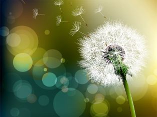 flower-dandelion-beautiful-hd-free-wallpapers-for-desktop